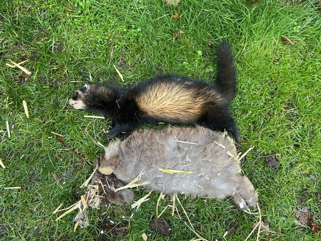 Picture of dead polecat next to dead rabbit