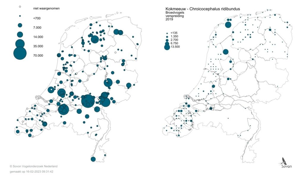 Ligging van meeuwenslaapplaatsen waar sinds 2000 Kokmeeuwen zijn geteld (links) en broedkolonies van Kokmeeuwen in 2019 (rechts)