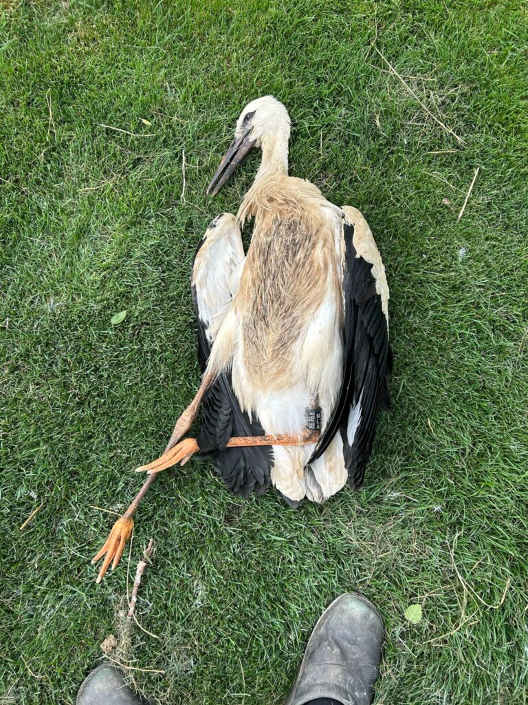 Opnieuw Dode Ooievaar Met Elastieken Dutch Wildlife Health Centre DWHC 