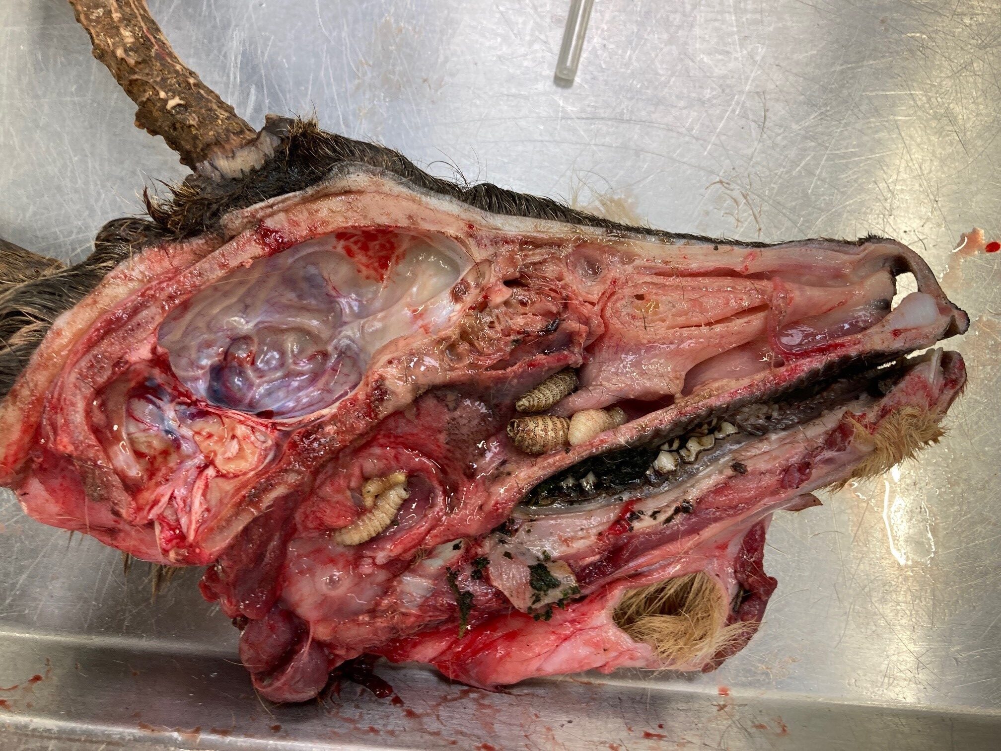 Roe Deer With Deer Botfly Dutch Wildlife Health Centre DWHC 