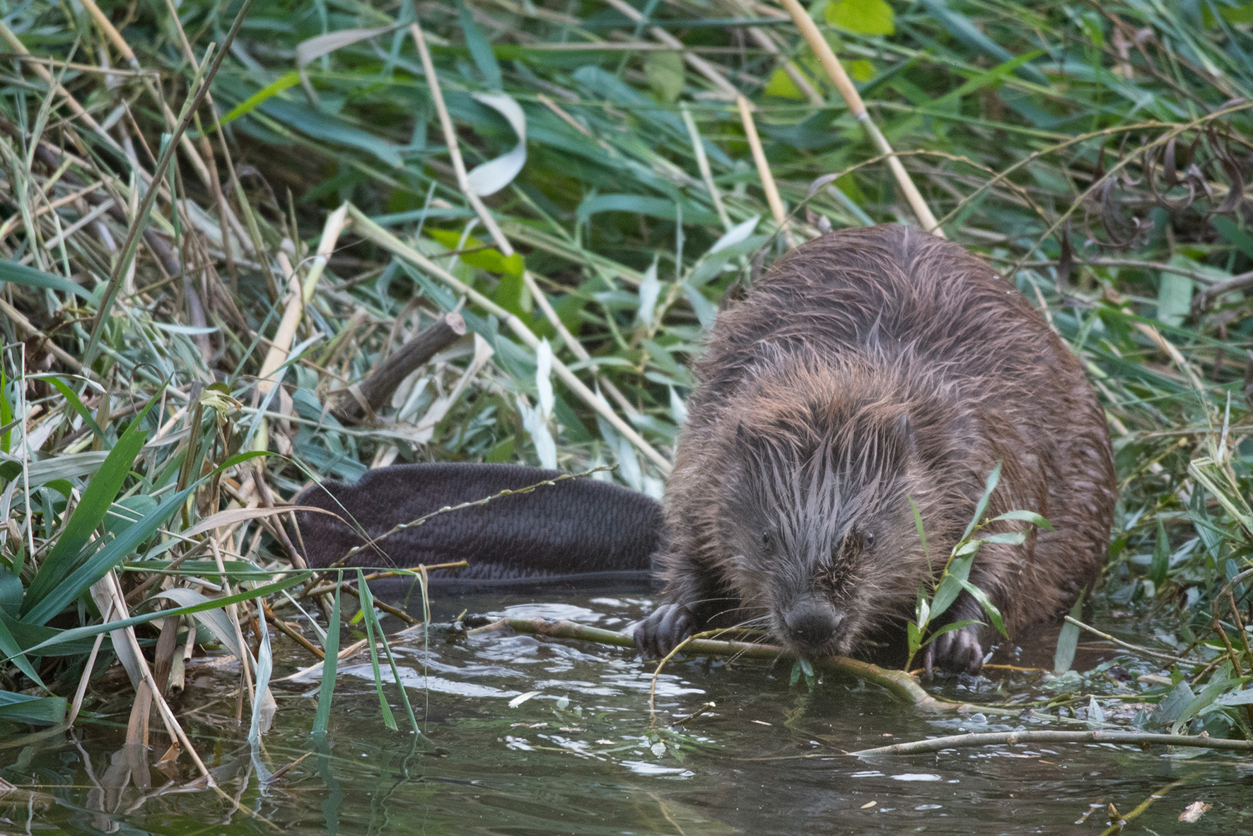 Bever Ook In 2024 Het DWHC Speerpuntdier Dutch Wildlife Health Centre 