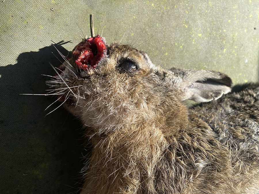 Foto van haas met roodgekleurde, kratervormige tumor op de neusbrug