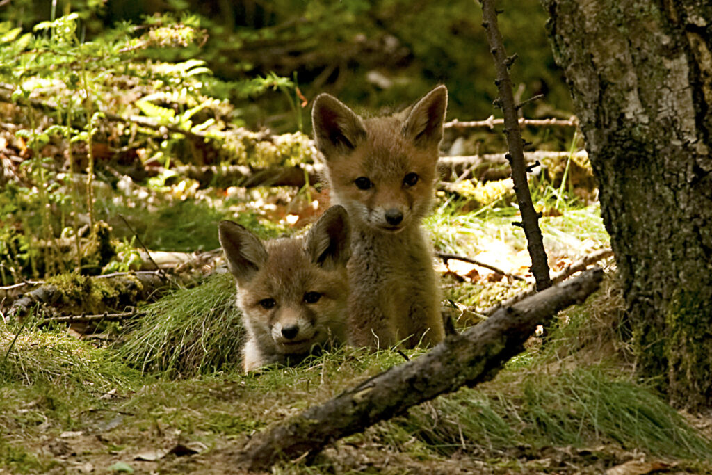 Opnieuw vos met vogelgriep