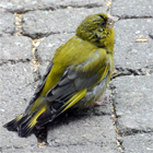 Een groenling met het geel (Trichomonas sp. infectie)