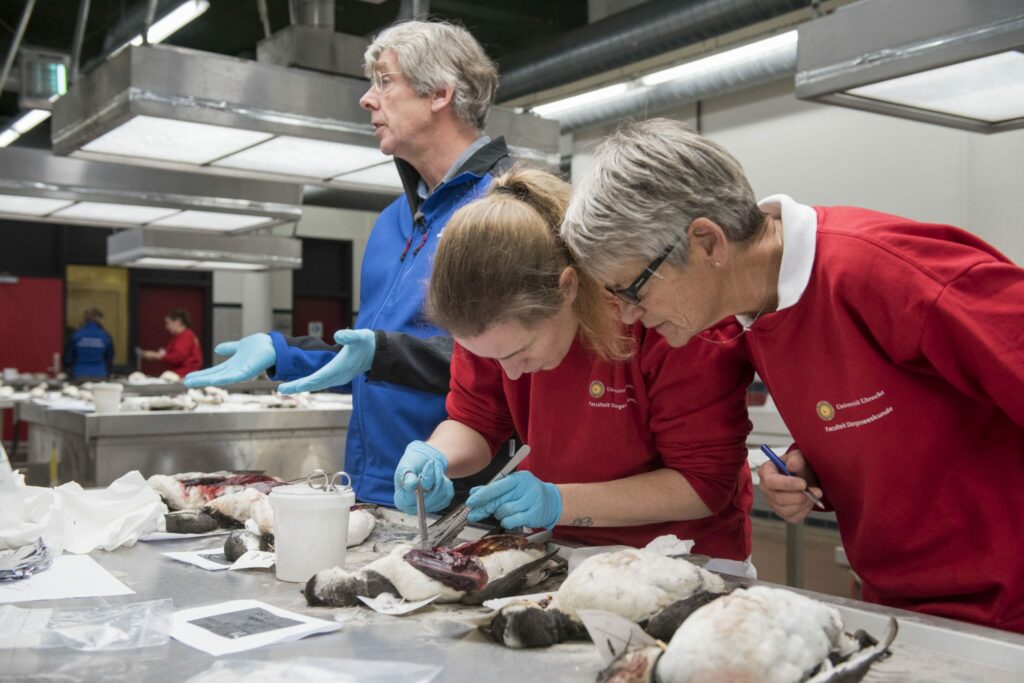 Verhongering is oorzaak van massasterfte zeekoeten
