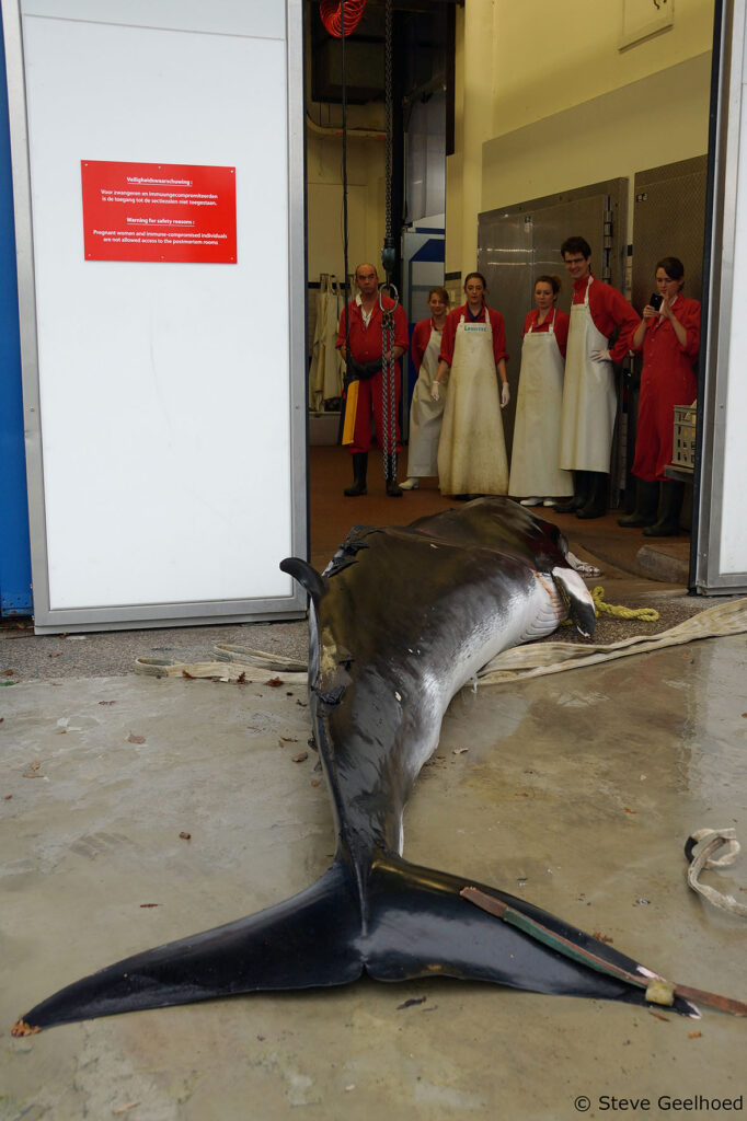 Dode dwergvinvis gevonden op scheepsboeg