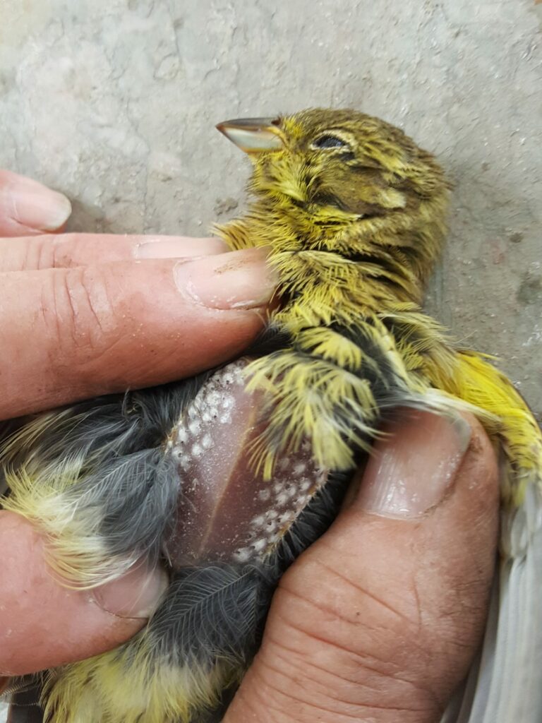 Zijde-achtige nestjes van bloedzuigende mijten bij geelgors