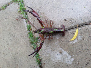 Amerikaanse rivierkreeft