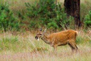 hinde dat kauwt op een bot