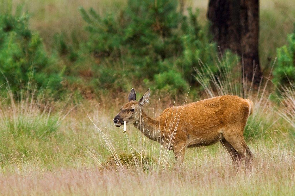 Texas body farm: Wildcamera legt witstaarthert vast dat kauwt op een menselijk bot