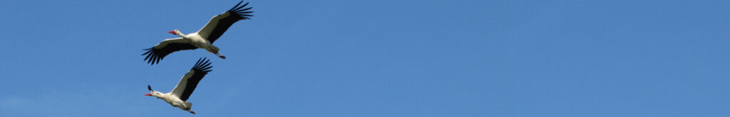 Ooievaar met vogeltuberculose