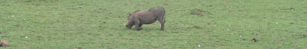 AVP België. Besmette zone: jachtverbod en gesloten voor publiek