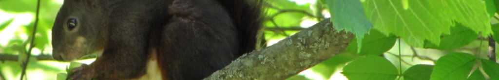 Berlijn: nieuw pokkenvirus bij rode eekhoorns