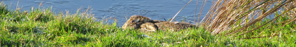 Niet alle hazen gaan dood door hazenpest