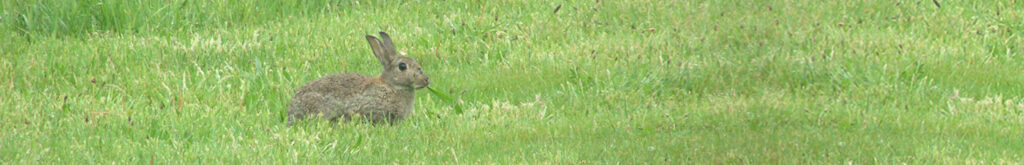 Onderzoek naar mogelijke rol konijnen bij verspreiding hepatitis E onder mensen