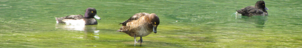Najaarstrek in volle gang, alert blijven op vogelgriep