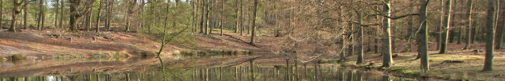 Wasberen en wasbeerhonden: steeds vaker waargenomen