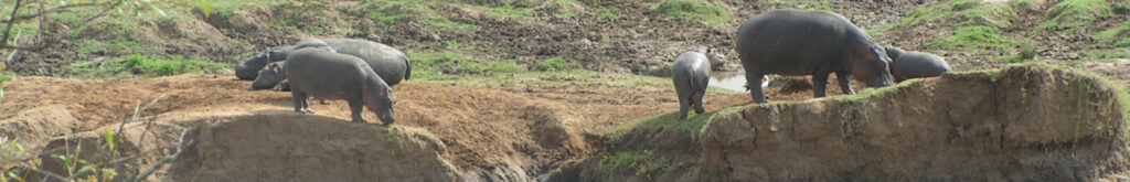 Bushmeat: mensen in Zimbabwe ziek na eten nijlpaardenvlees