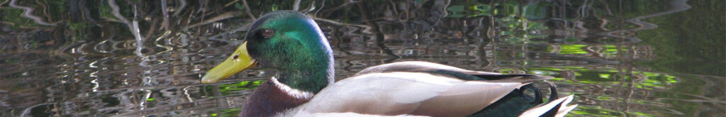 Vogelgriep in Europa