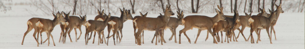 Nationale surveillance reeën 2016-2017