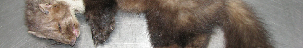 Dodelijke hondenziekte vlak over de Duitse grens