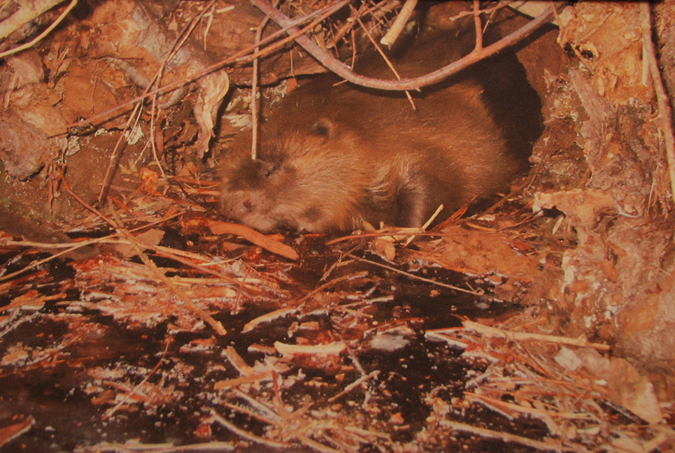 Duitsland: bever met tularemie.