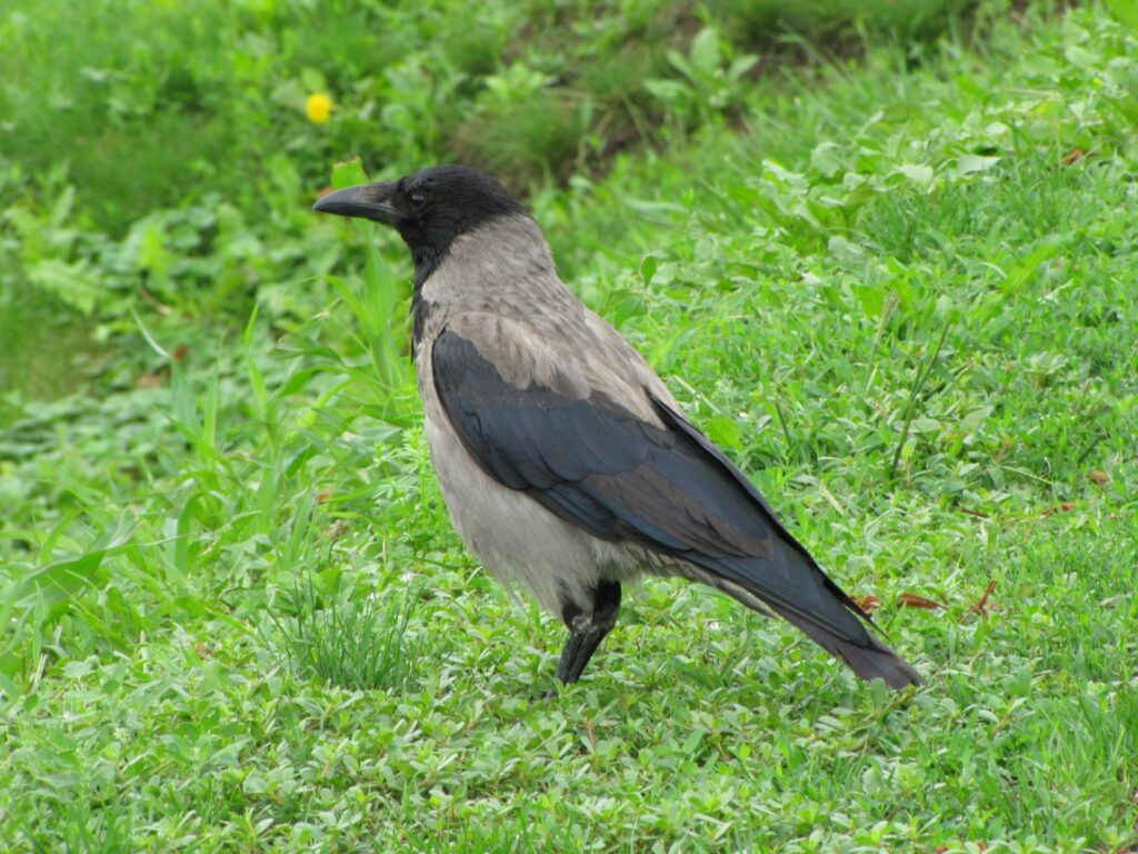 WNV update: 27 positieve resultaten in dode wilde vogels