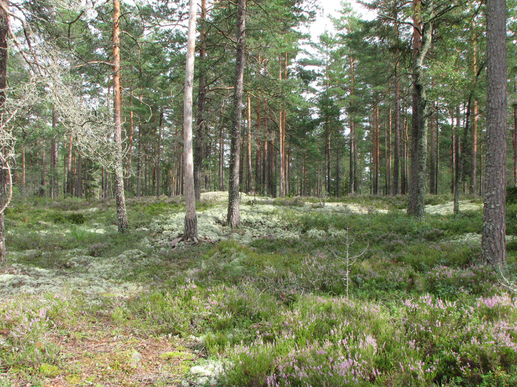 Rabies bij wasbeerhond in Litouwen