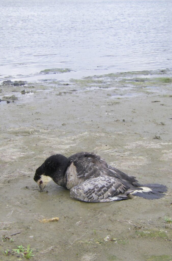 Toename meldingen dode vissen, eenden en andere watervogels