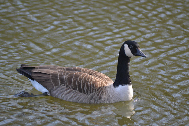 Rotgans gaat voor zoet