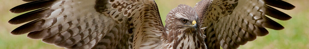 Verhoogd aantal roofvogels met ontsteking in snavelholte