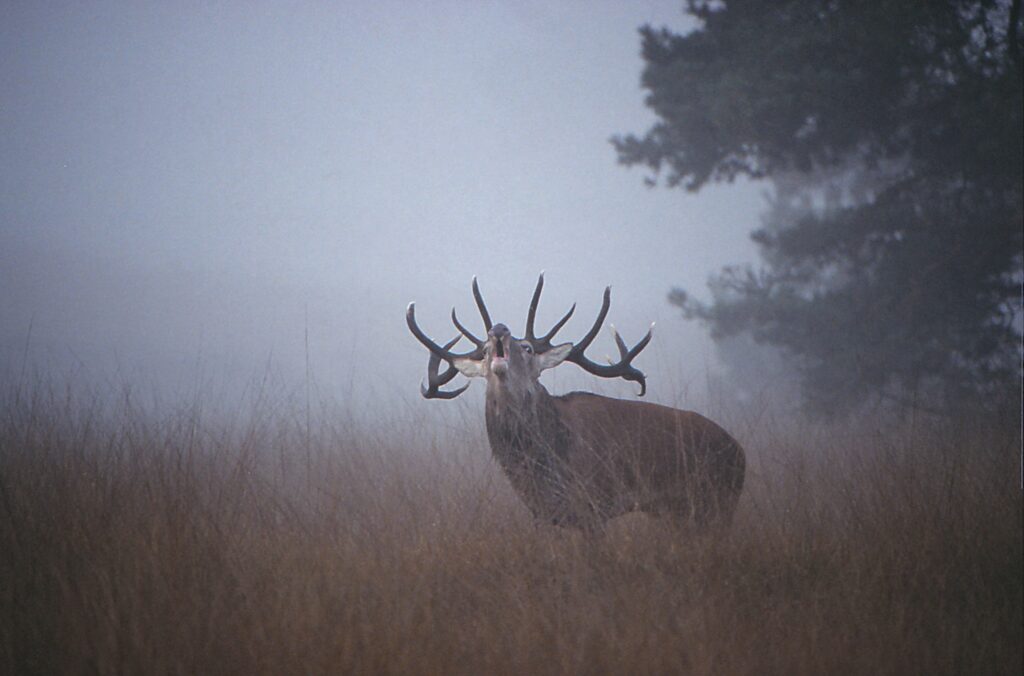Noorwegen: CWD bij edelhert vastgesteld