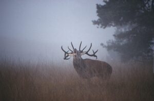 Edelhert, burlend