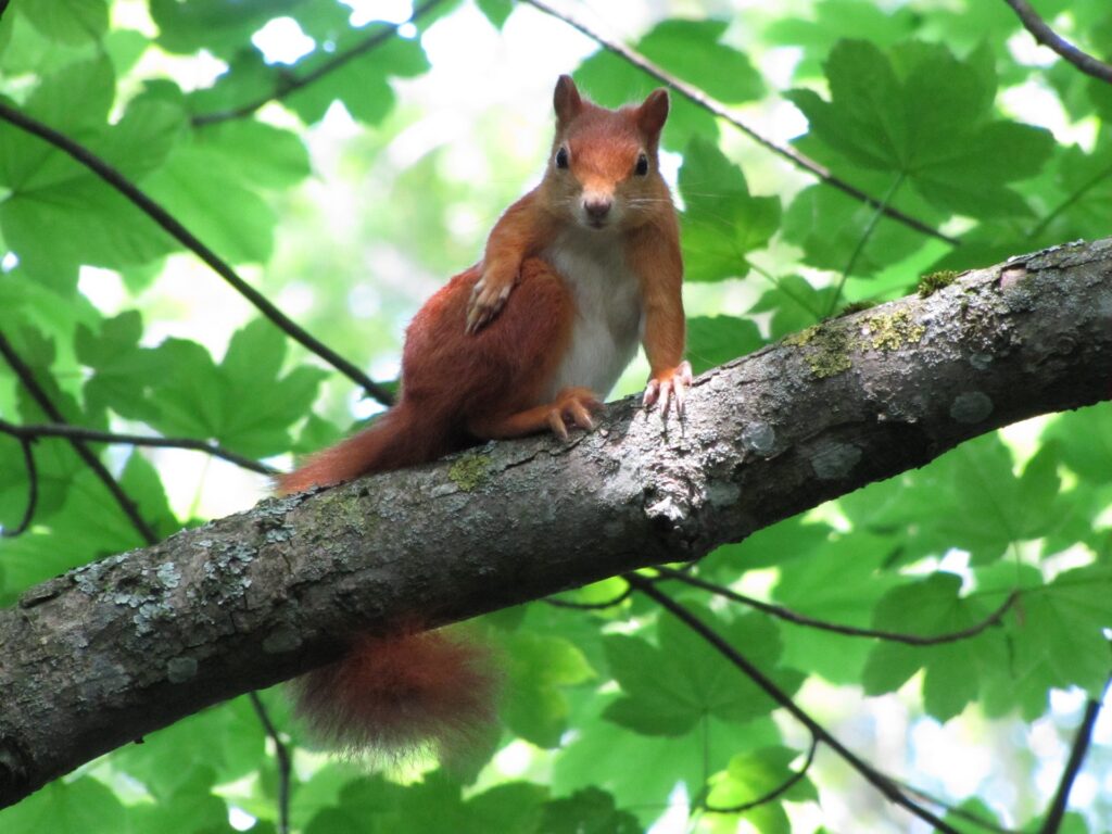 Resultaten speerpuntdier rode eekhoorn