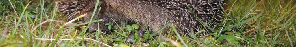 Update egelonderzoek: geen aanwijzingen voor Covid-19 en zere bekjes ziekte