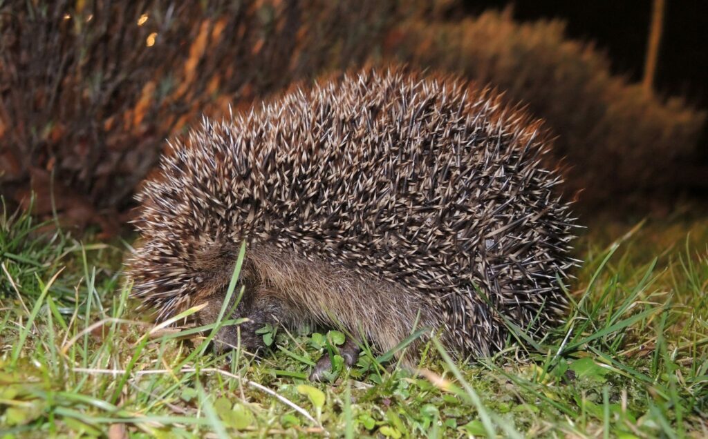 Egel en eekhoorn DWHC speerpuntdieren 2019