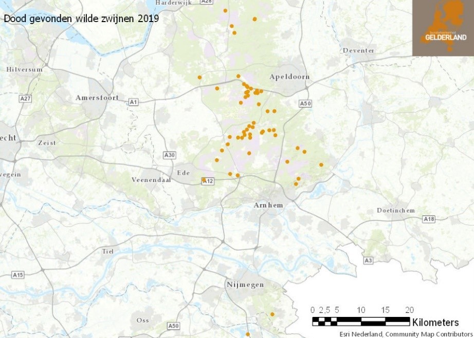 Stand van zaken wilde zwijnen sterfte Veluwe 2019