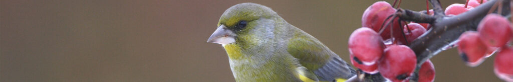 Vogelmalaria bij groenling en kluut