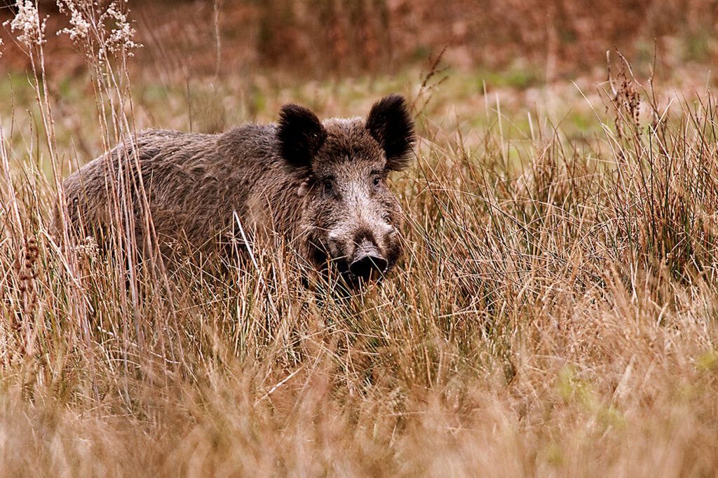Brucella suis serotype 2 bij wilde zwijnen in Nederland