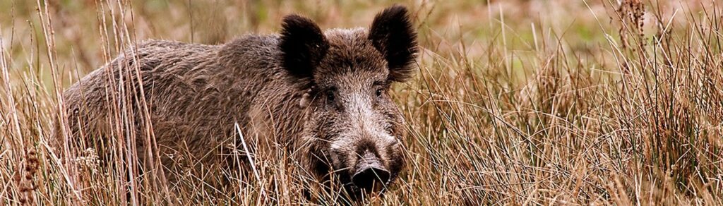 Onderzoek naar Brucella bij wilde zwijnen nu ook op de Veluwe