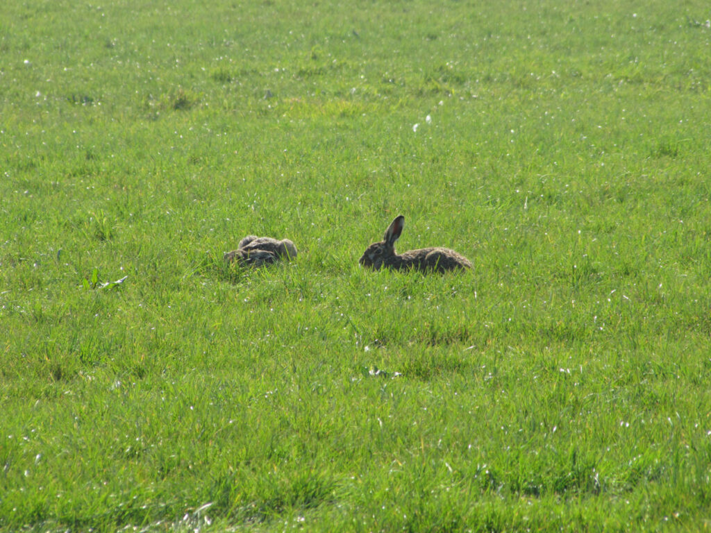 Hazenpest (tularemie) onderzoek gewijzigd