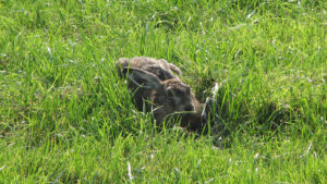 haas liggend in zijn leger