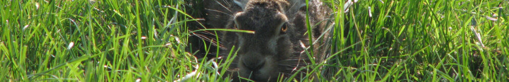 Hazen en RHDV-2 in Frankrijk