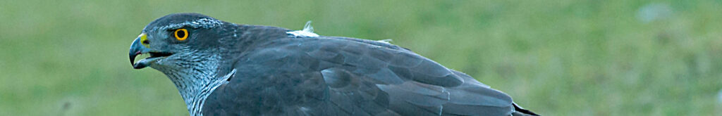 Duitsland: Westnijlvirus bij havik