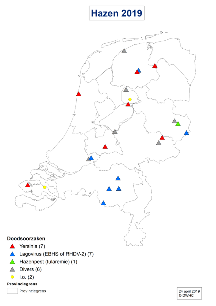 Opnieuw hazenpest in Overijssel