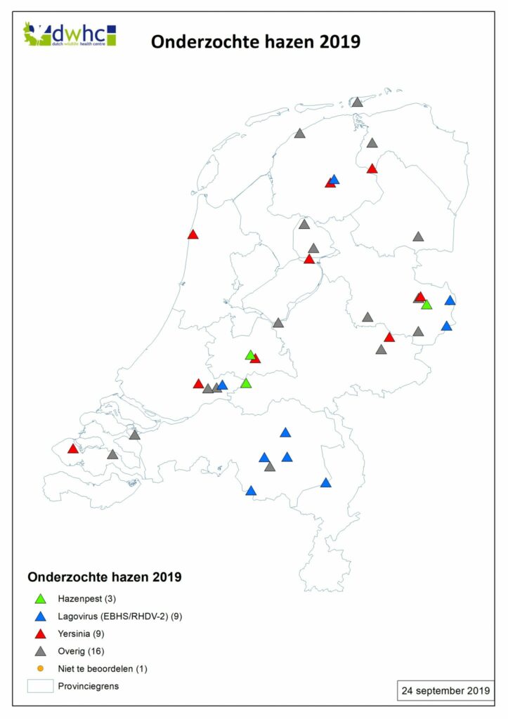 Opnieuw hazenpest (tularemie) in Utrecht