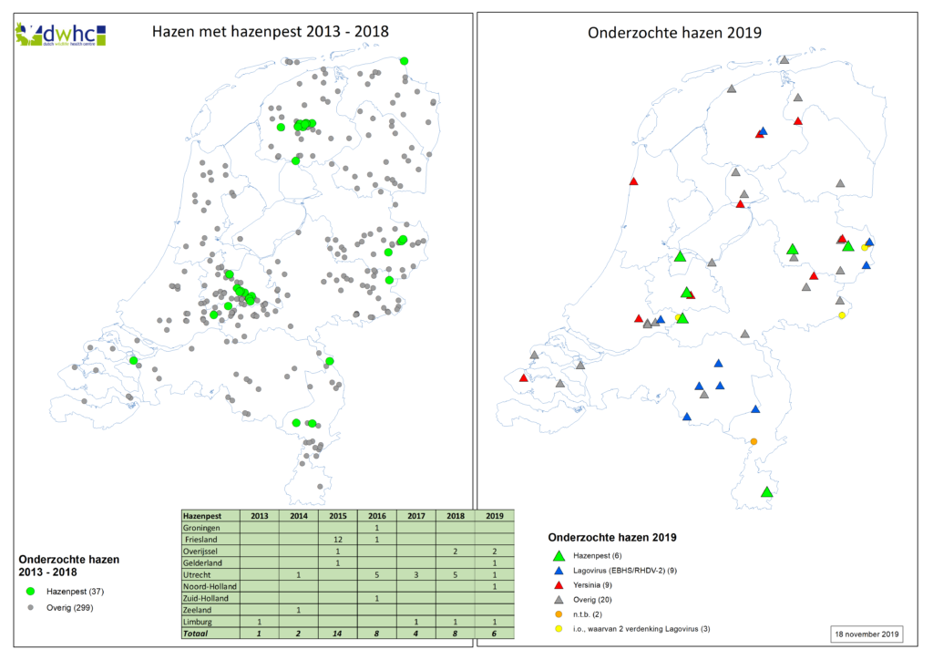 Hazenpest vastgesteld in drie provincies: Noord-Holland, Overijssel en Limburg