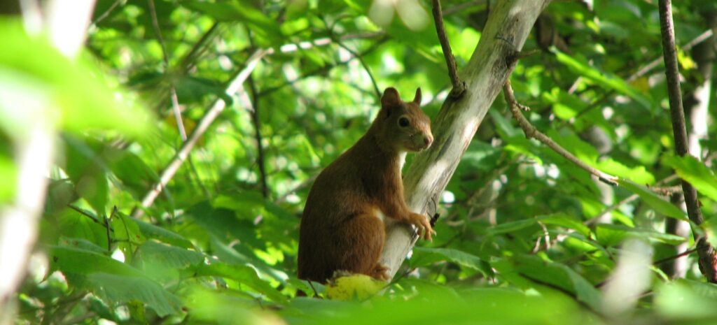 Eenvandaag besteed aandacht aan eekhoornsterfte
