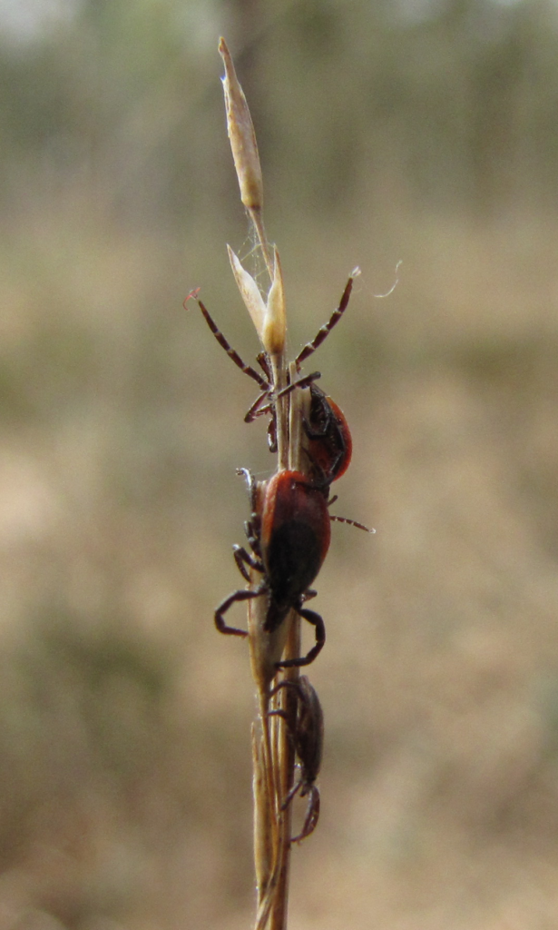 Op zoek naar de natuurlijke bronnen van zoönotische Anaplasma en Babesia