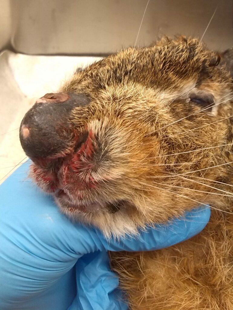 Haas met gezwel op neus